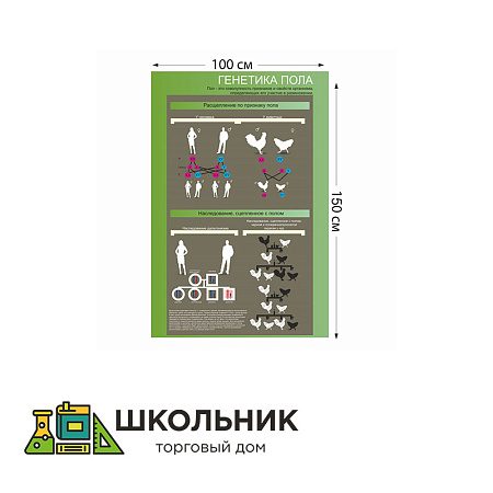 Стенд "Генетика пола" пластик 3 мм размер 1000 х 1500 мм 