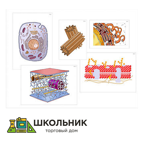 Модель-аппликация "Строение клетки"