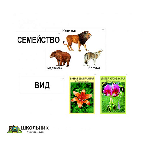 Модель-аппликация «Классификация растений и животных» (ламинированная)