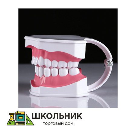 Модель челюсти человека