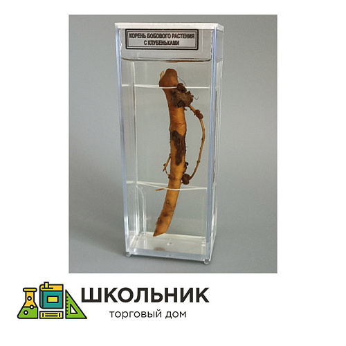 Влажный препарат "Корень бобового растения с клубеньками"