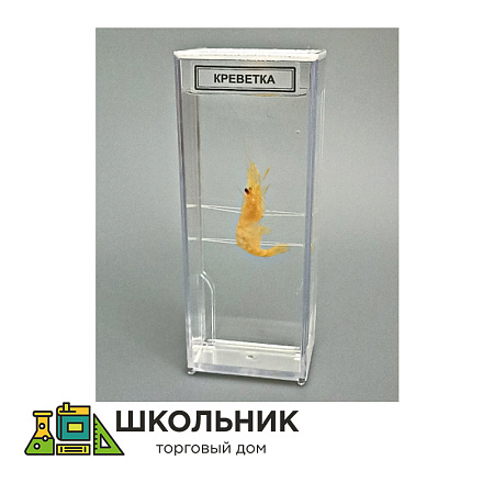 Влажный препарат "Креветка"