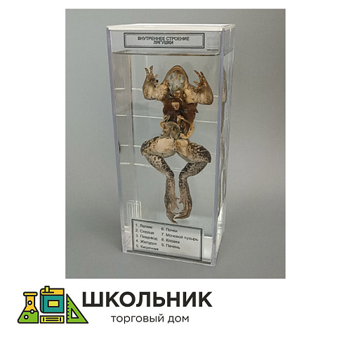 Влажный препарат "Внутреннее строение лягушки"