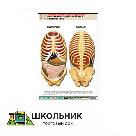 Рельефная таблица «Расположение органов грудной и брюшной полостей по отношению к скелету» (А1, лам.)