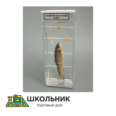 Влажный препарат "Развитие костистой рыбы"