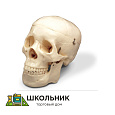 Модель "Череп" (белый)