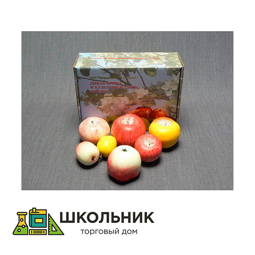 Набор муляжей "Дикая форма и культурные сорта яблок"